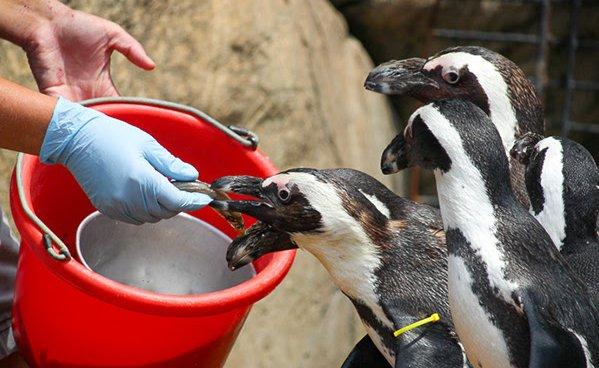 펭귄 먹이 주기