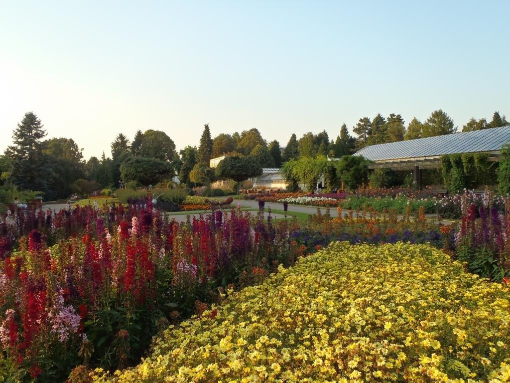 다알리아 정원 (개화 시기)