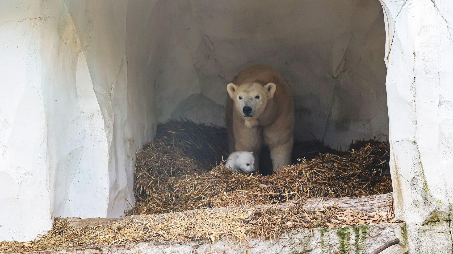 북극곰 전시관 (Eisbärenanlage)