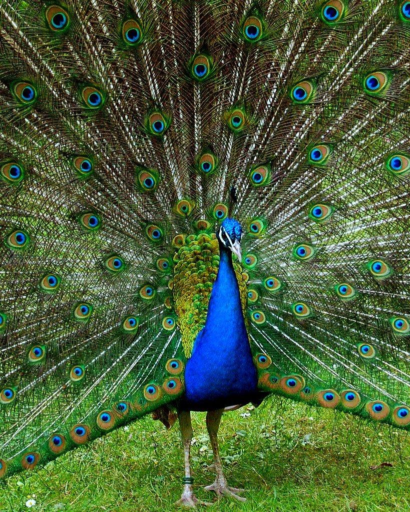 공작새 출몰 지역