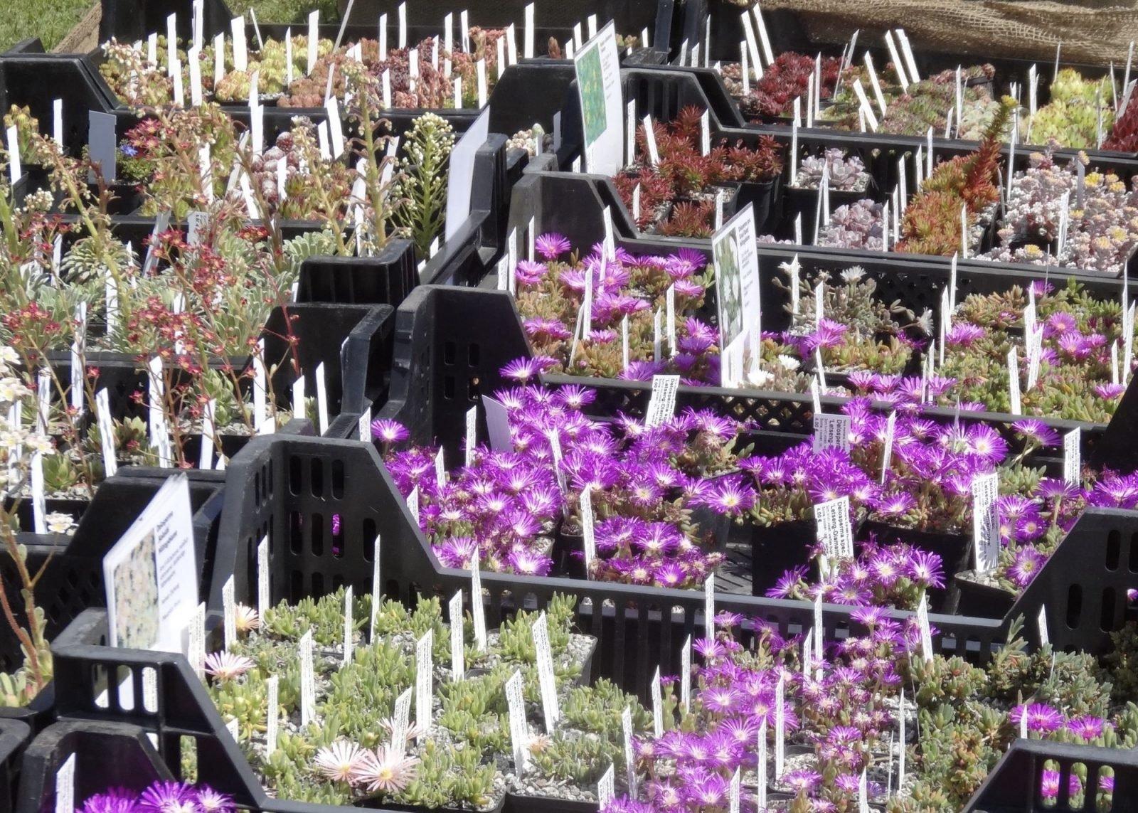 식물 교환 장터 풍경