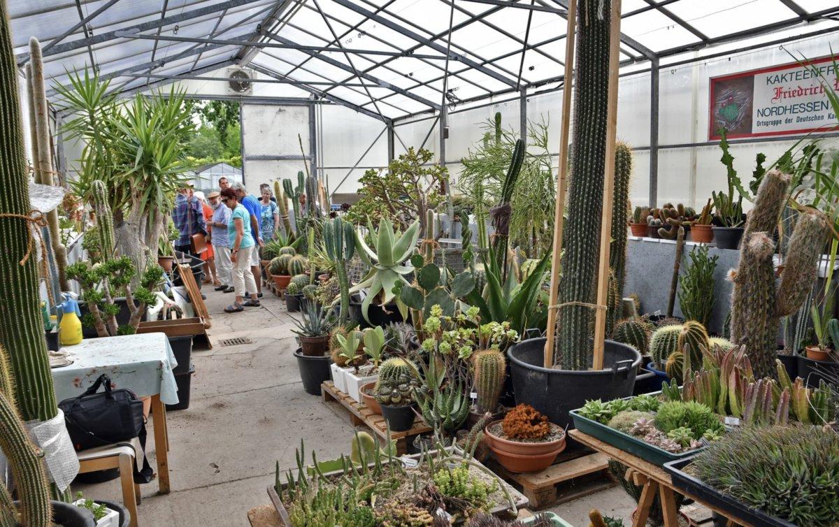 선인장 온실 내부