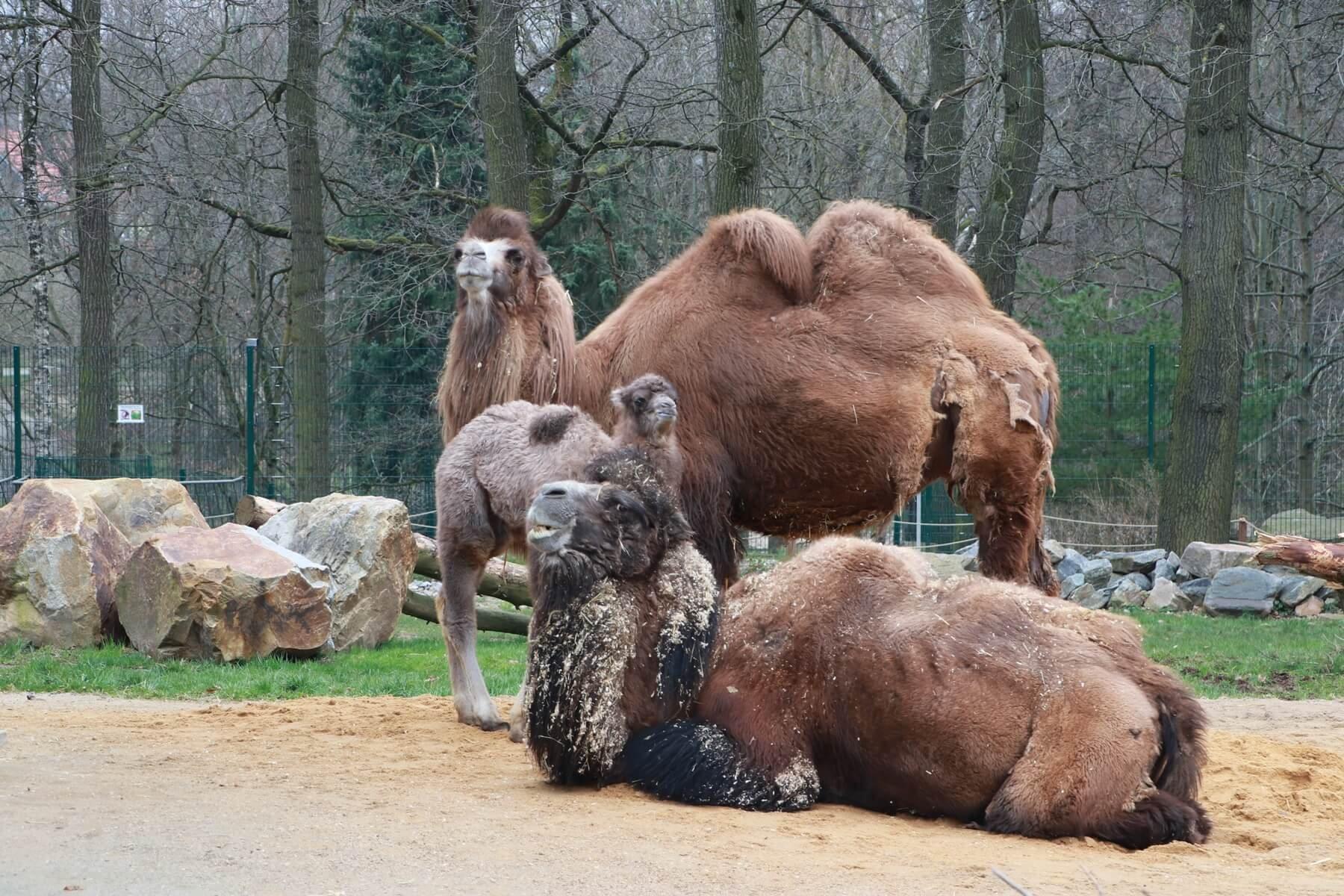 🦁 동물공원 켐니츠(티어파크 켐니츠)