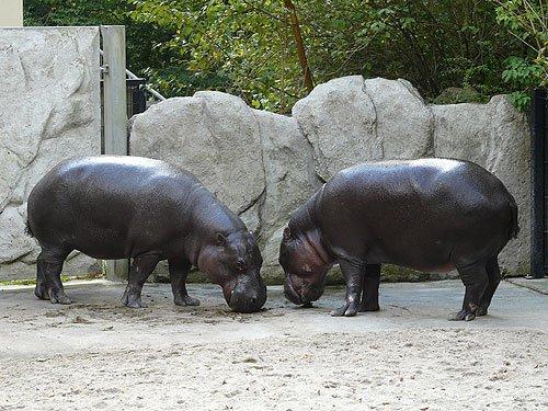 열대관 내 피그미 하마 관찰 지점