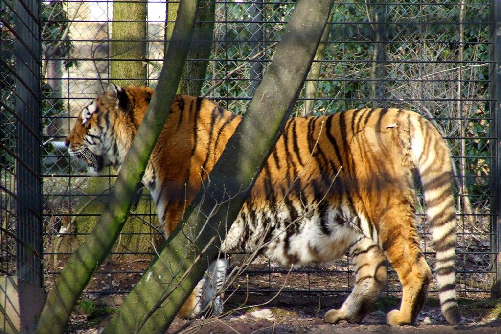 시베리아 호랑이 우리