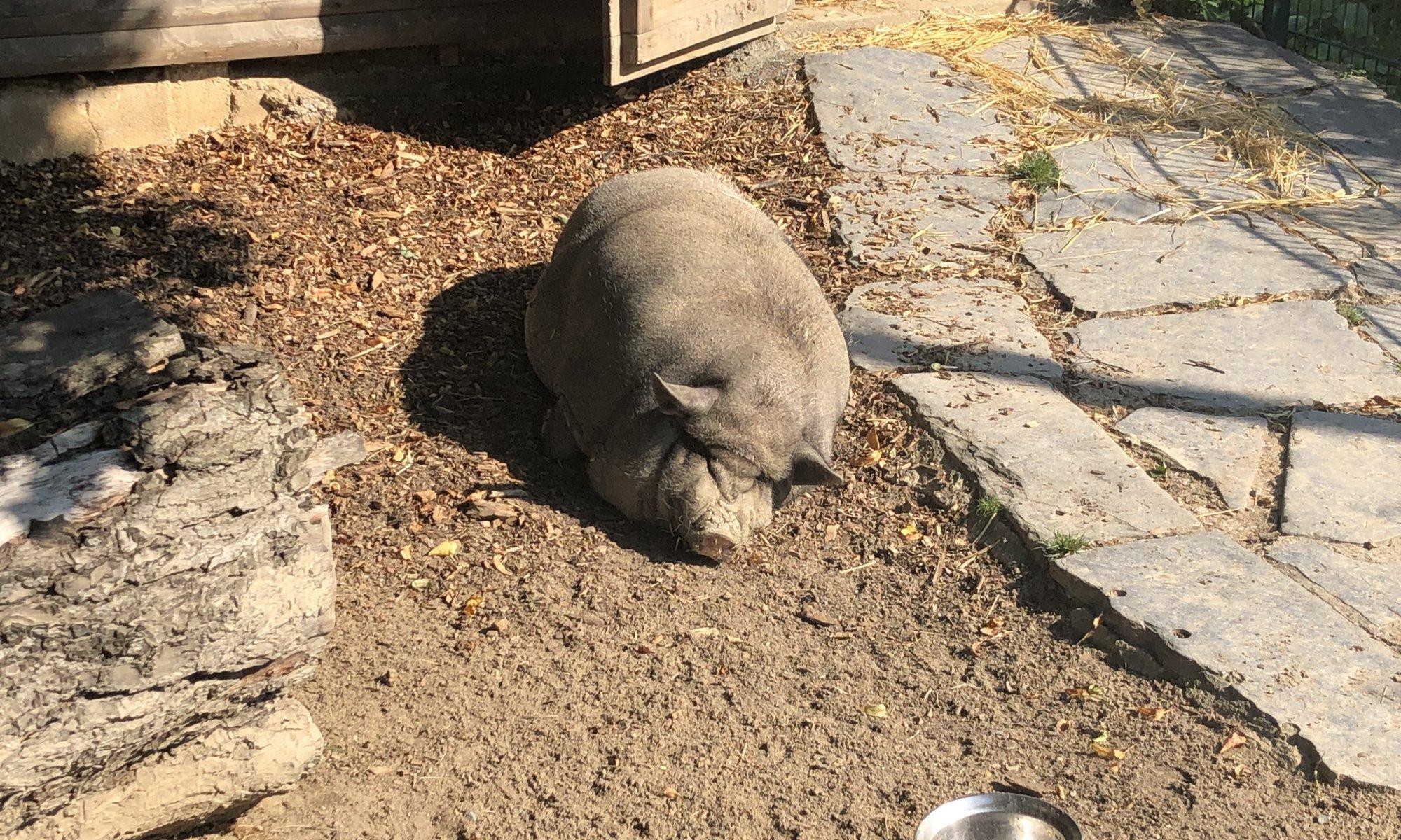 동물 우리 주변