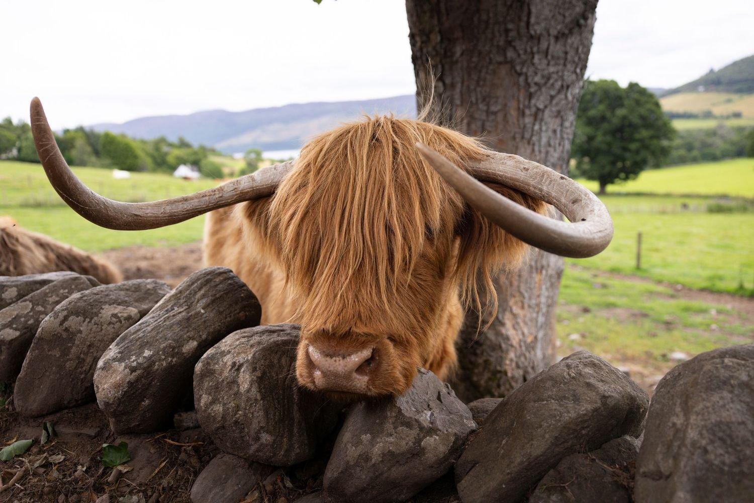 하이랜드 소 방목지