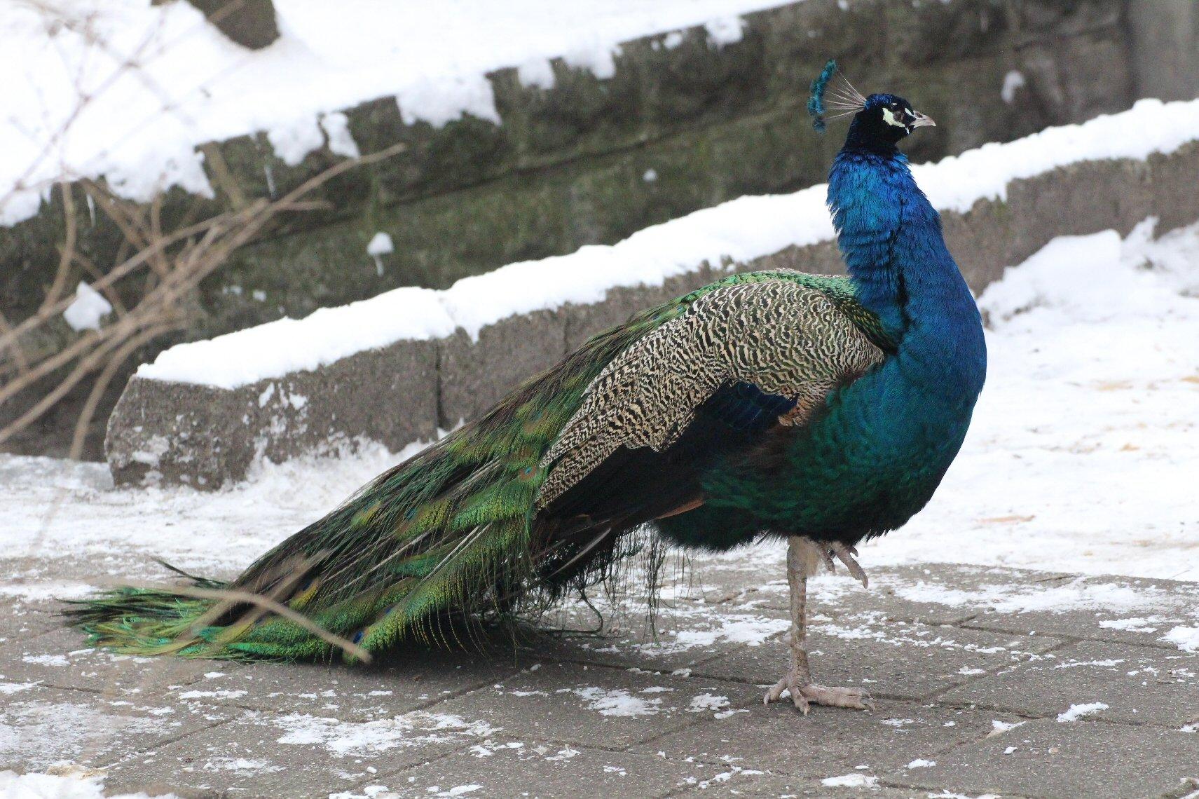 자유롭게 다니는 공작새 주변