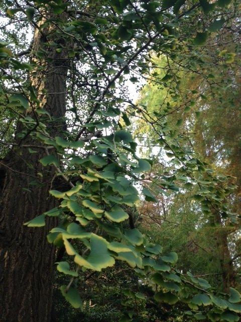 거대한 은행나무 및 고목 군락지