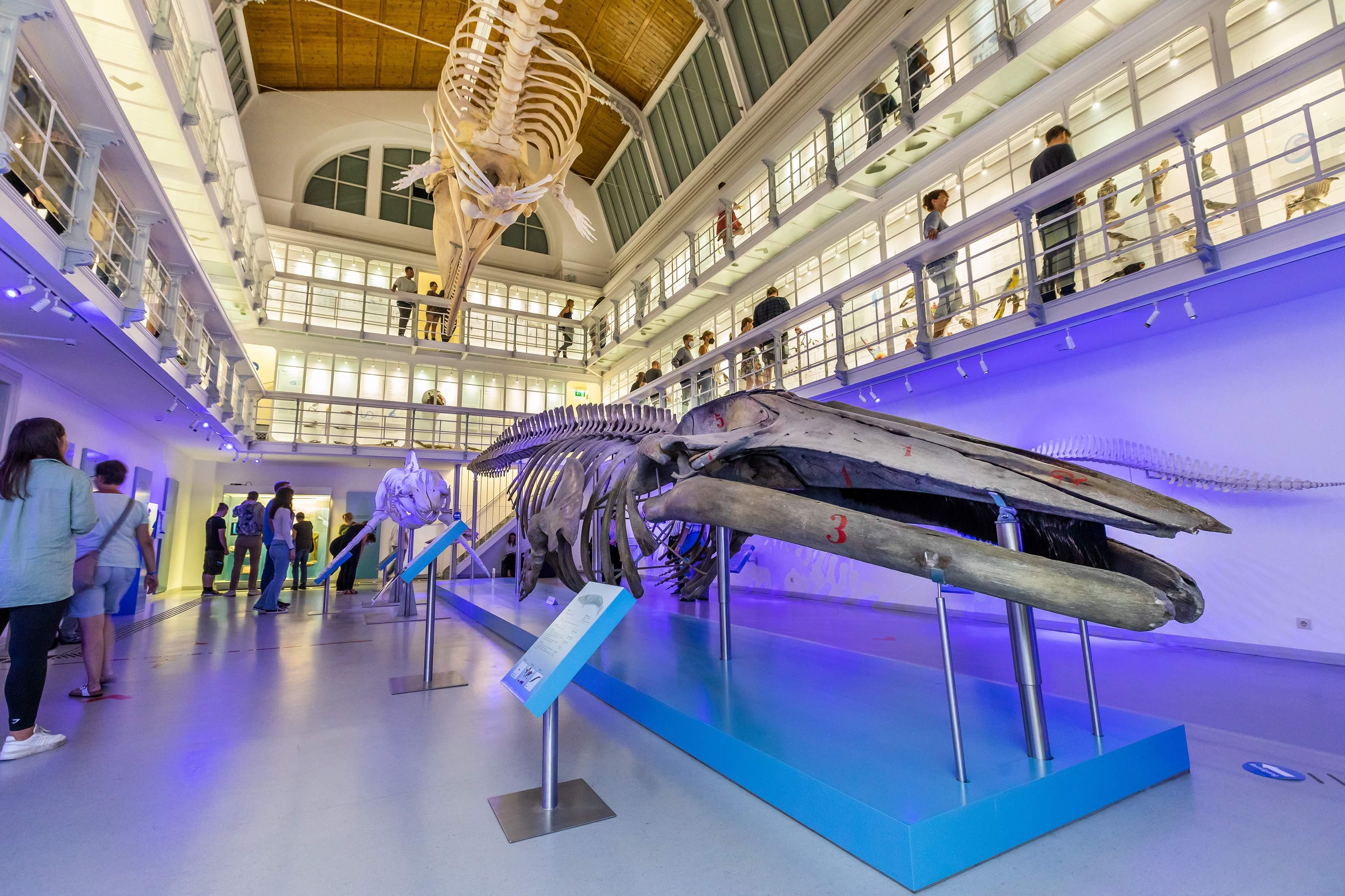 🏛️ 킬 동물학 박물관 (초올로기셰스 무제움 킬)