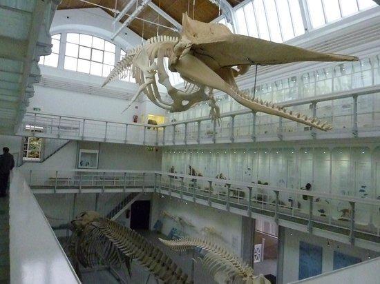 고래 골격 전시 홀