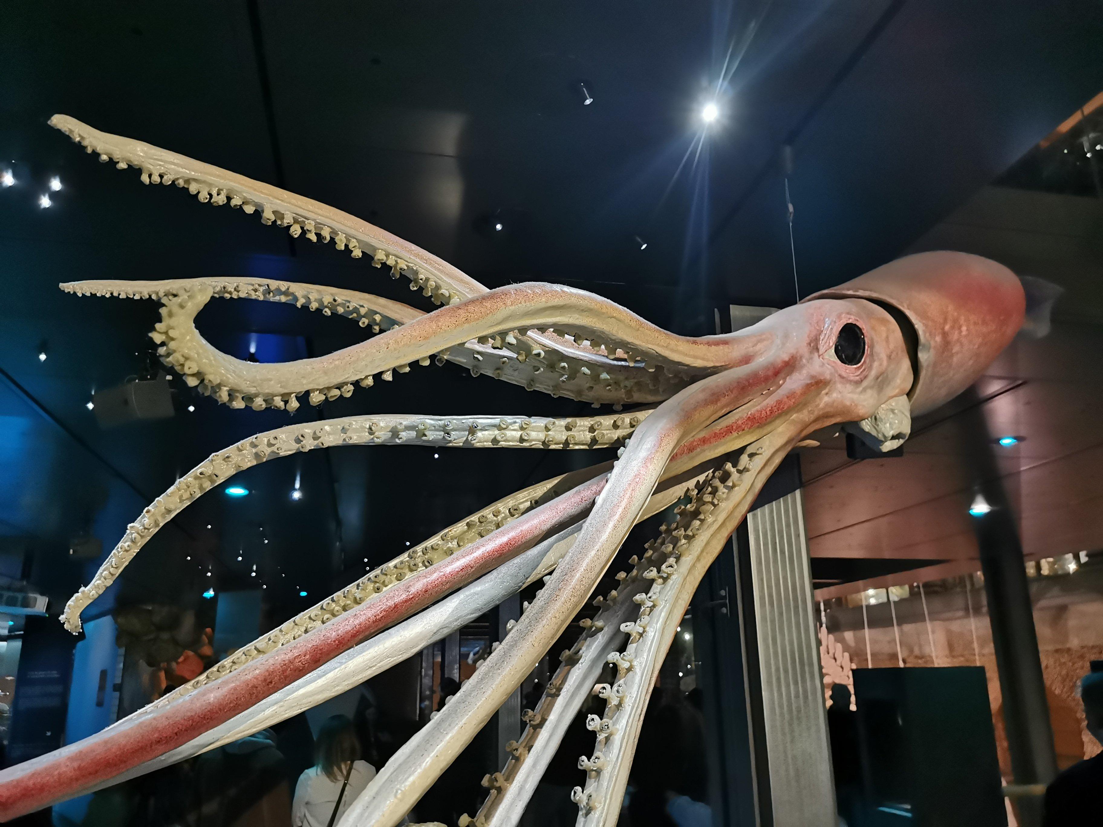 대왕오징어 표본 앞