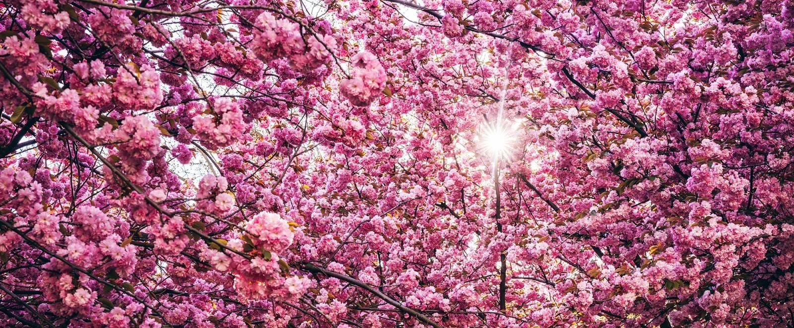 봄철 벚꽃 및 꽃밭