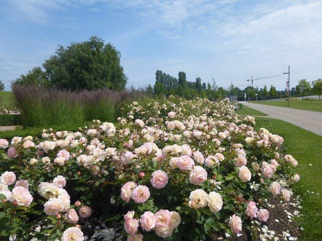 장미 정원 (Rosengarten)