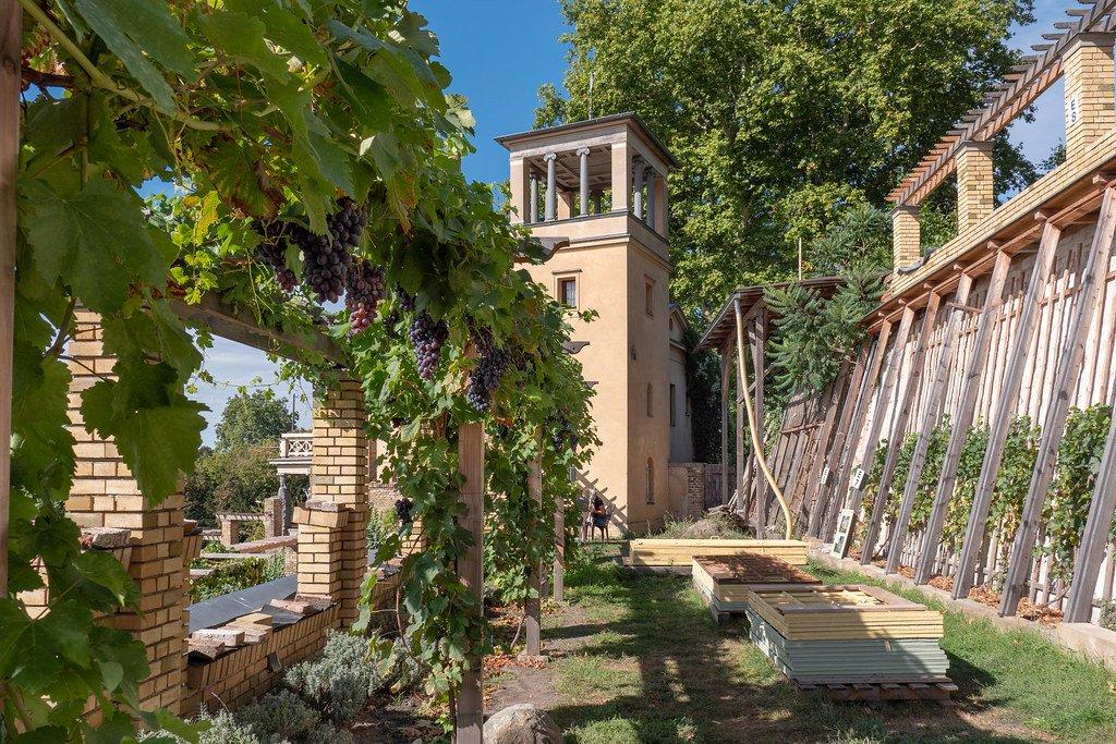 포도나무가 있는 테라스