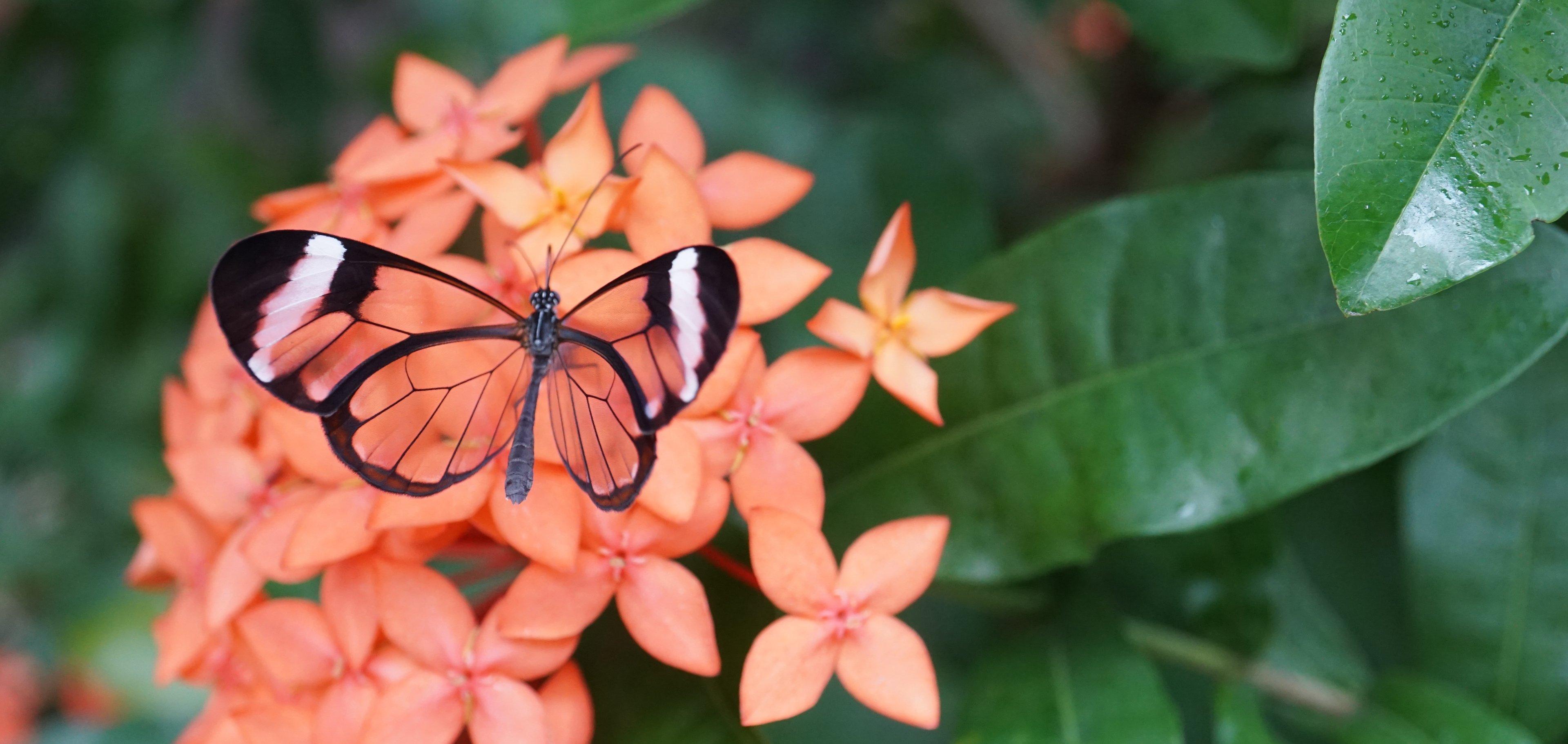 나비의 집 내부