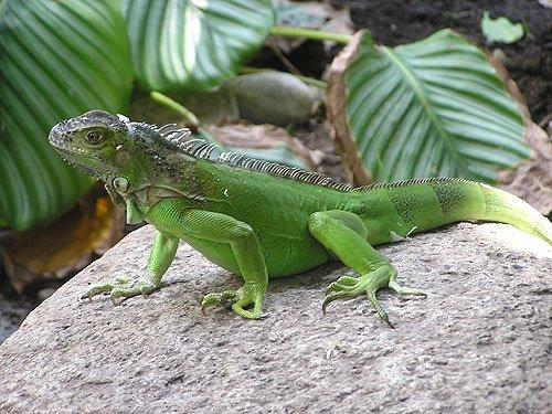 열대 조류 또는 파충류 관찰 구역