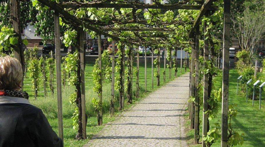 포도나무 오솔길