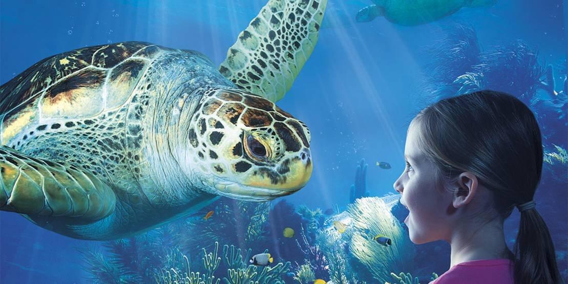 🐠 씨 라이프 하노버 (SEA LIFE Hannover)