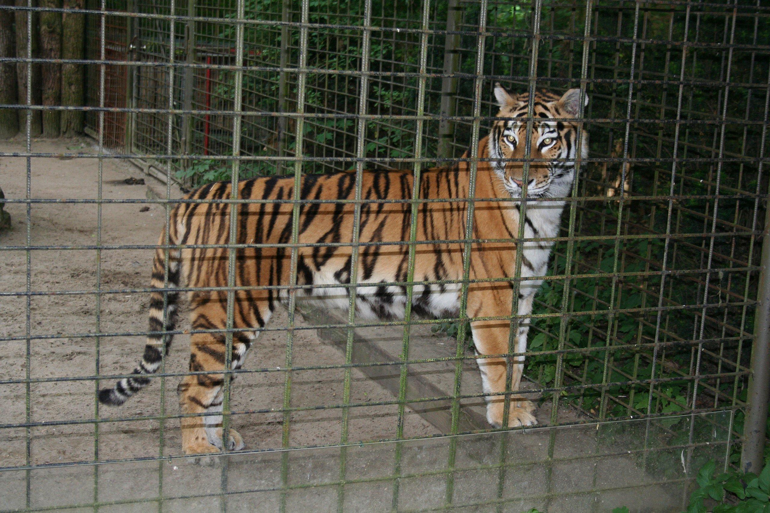 시베리아 호랑이 관람창 앞