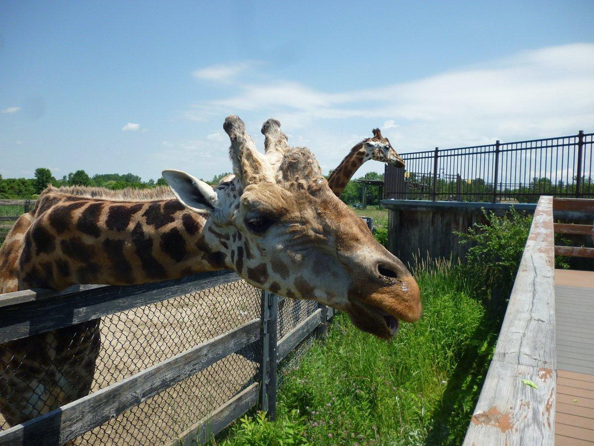 🦓 사파리 공원 (사파리 파르크)