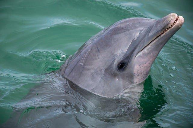 🐬 바다별 돌고래 수족관(모르스카야 즈베즈다 델피나리)