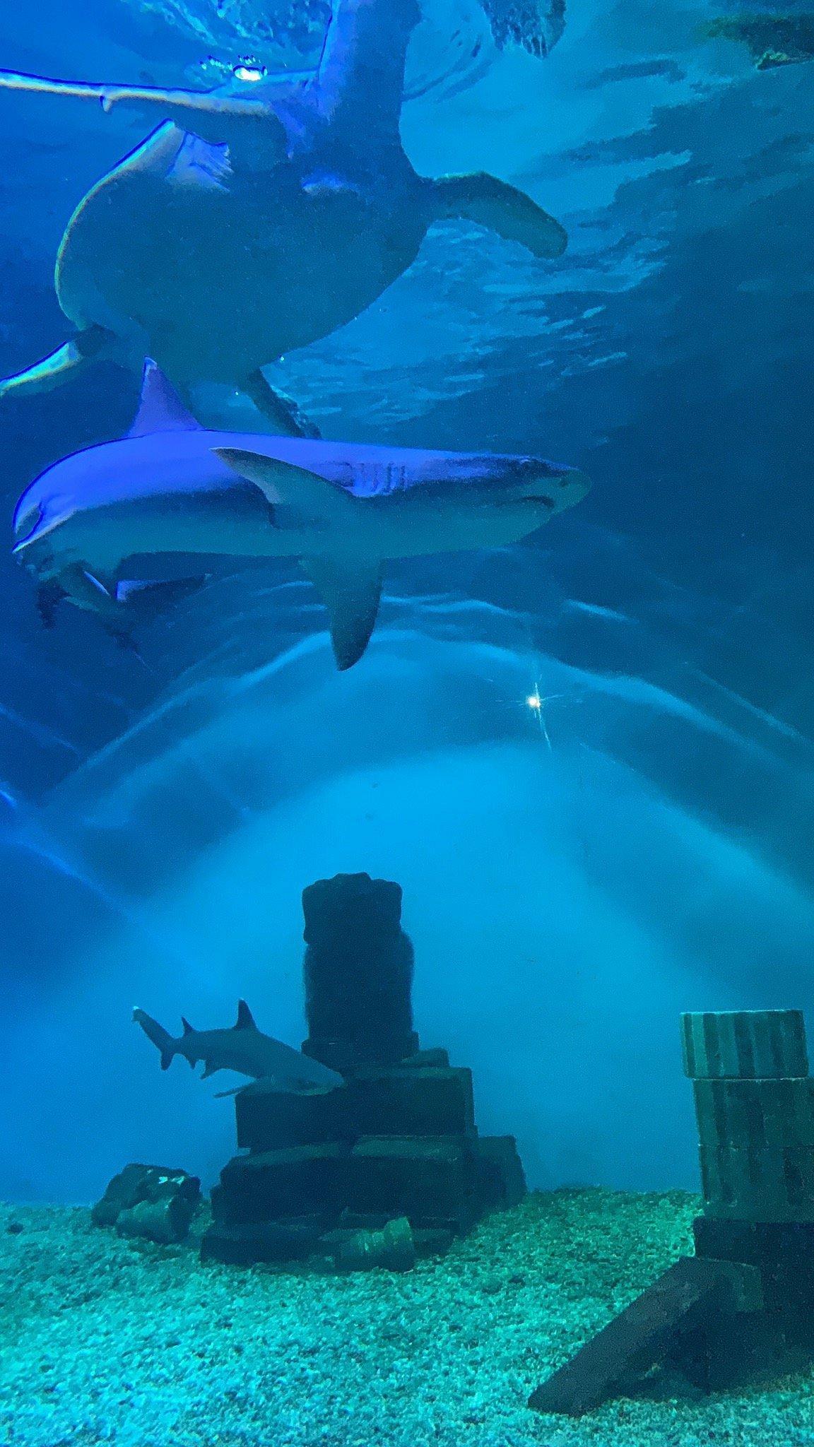 예이스크, 러시아