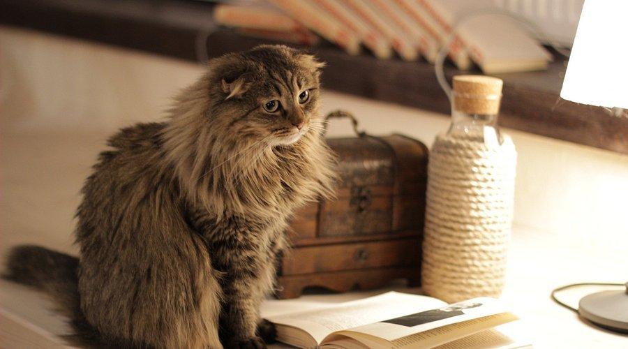 😻 조키 고양이 카페 (Zoki Cat Cafe)