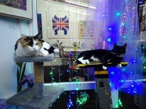 🐾 고양이 박물관 (더 캣 뮤지엄)