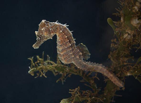 🌊 바다의 집(하벳츠 후스)