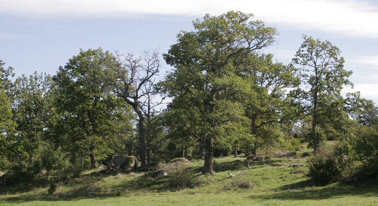 🌳 티네뢰 참나무숲(티네뢰 에클란드스카프)