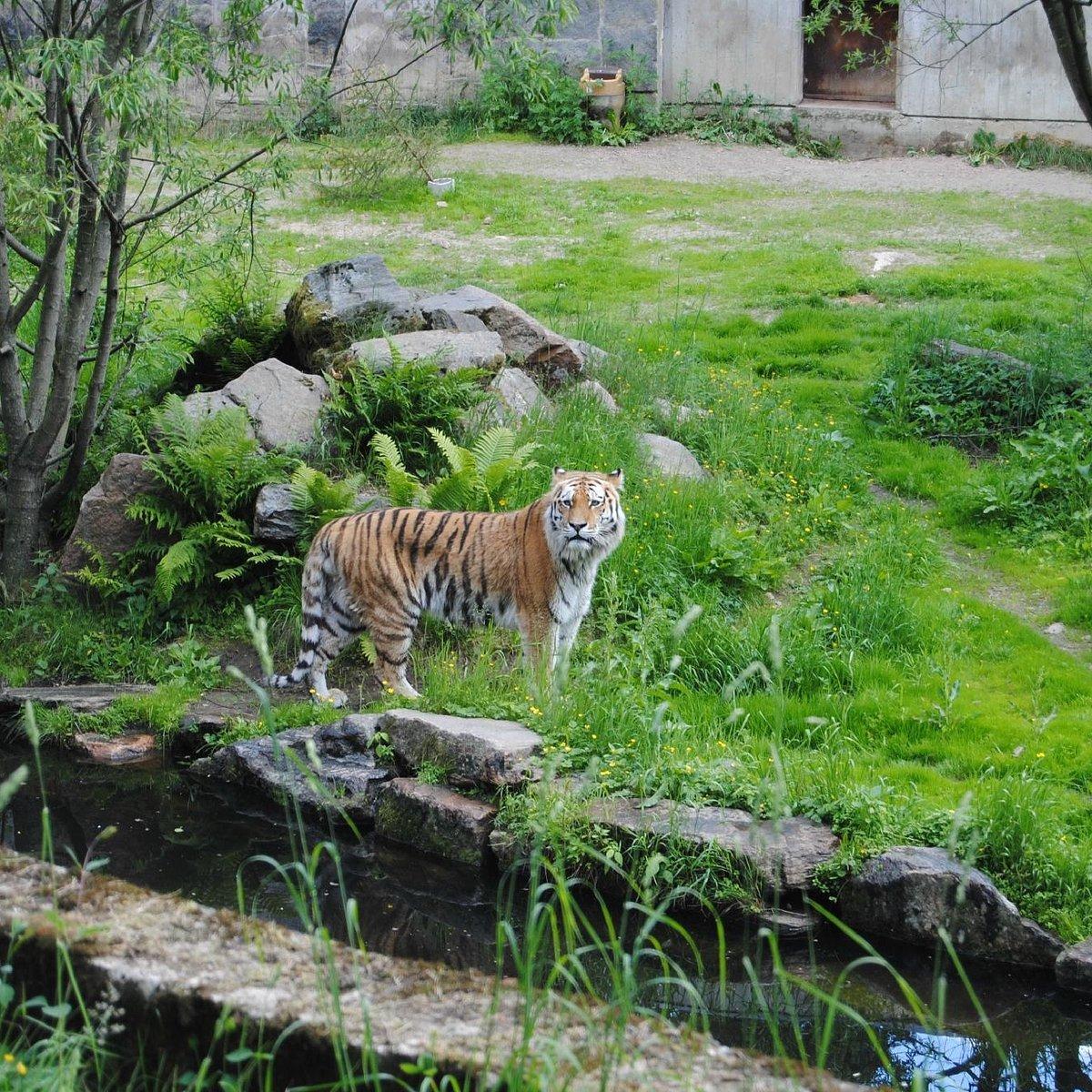 🦁 보로스 동물원 (Borås Djurpark)