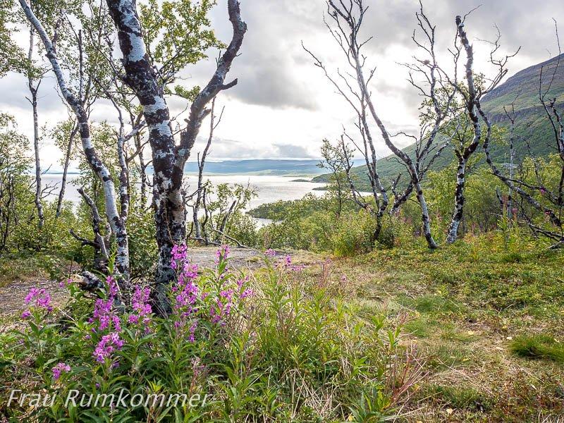 봄꽃 군락지 주변