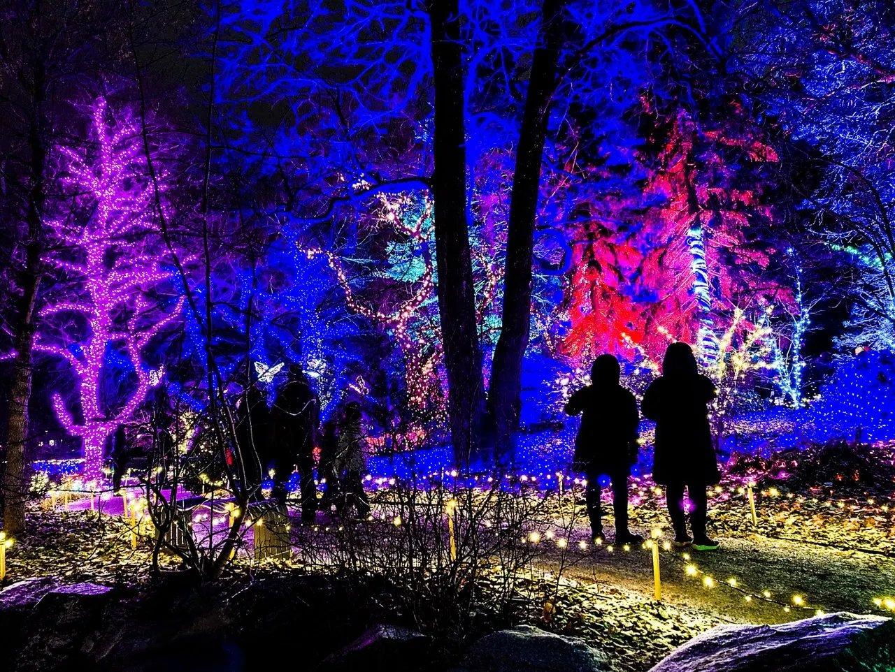 '매직 포레스트' 조명 설치물 (겨울 시즌)