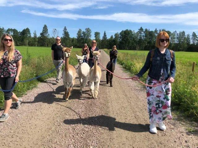 🦙 칼스타드 알파카농장 (Karlstad Alpackagård)