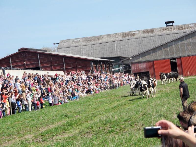 밥네 농장의 코슬렙 행사