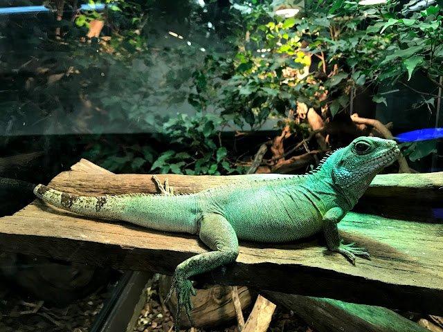 🐍 메헨 파충류관(비바리움 드 메헨)