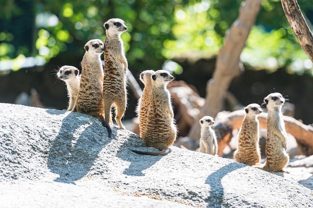 🦁 바젤 동물원