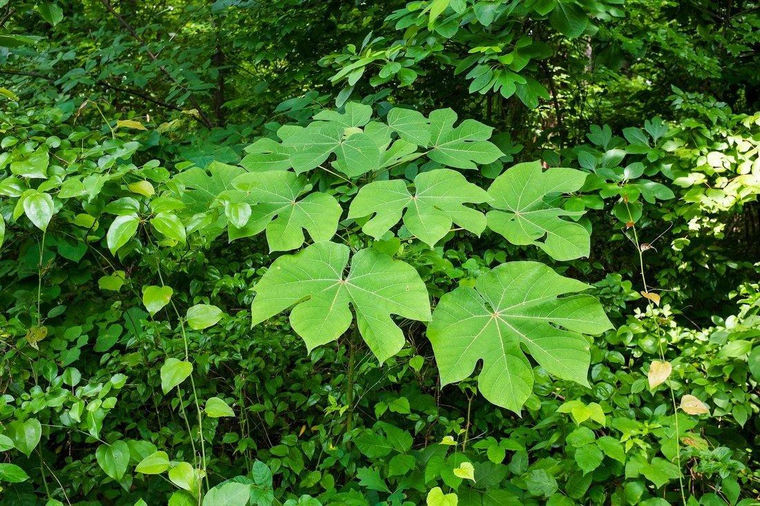 시의 나무 (중국 벽오동나무)