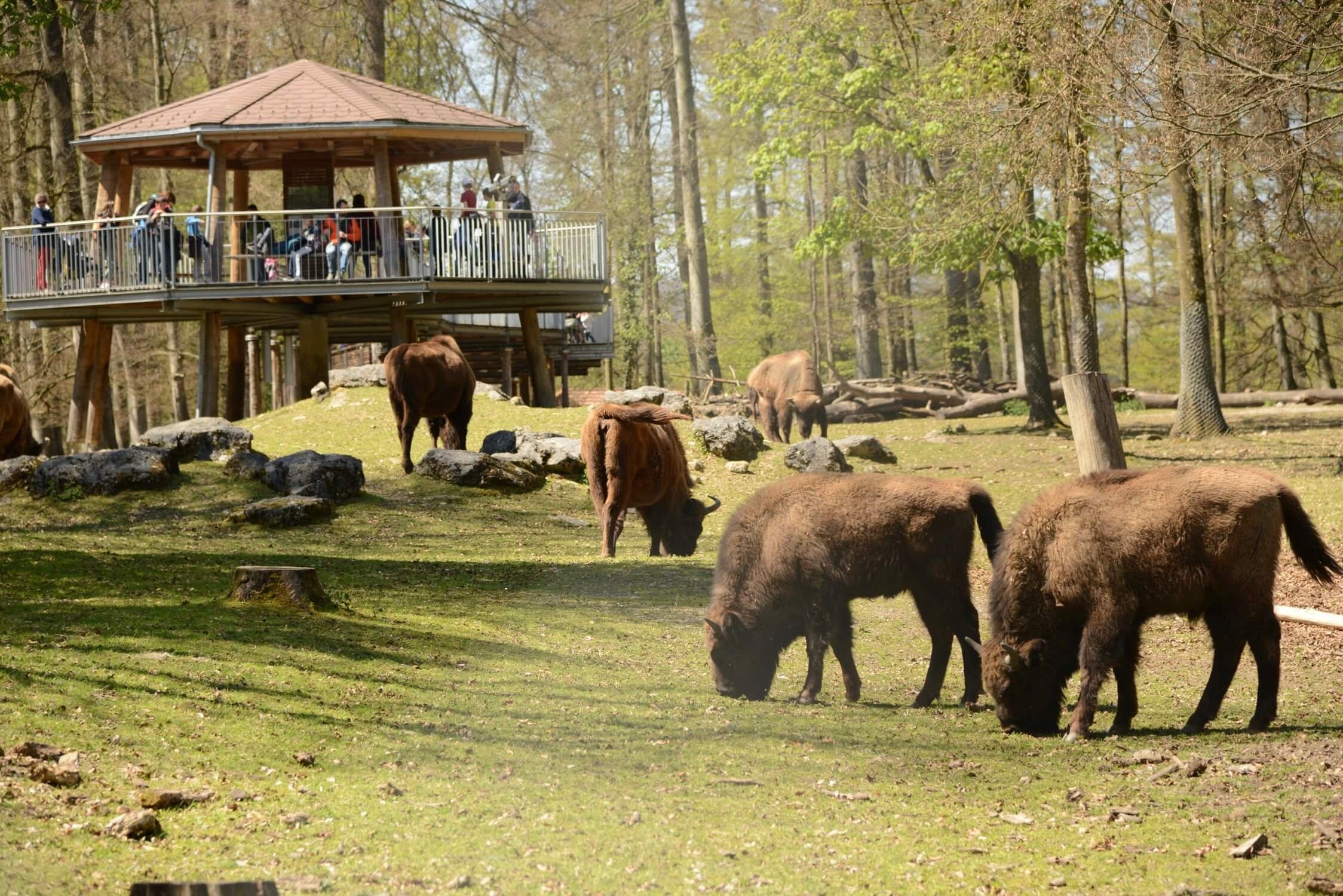 🐾 베른 동물원(티어파크 베른)