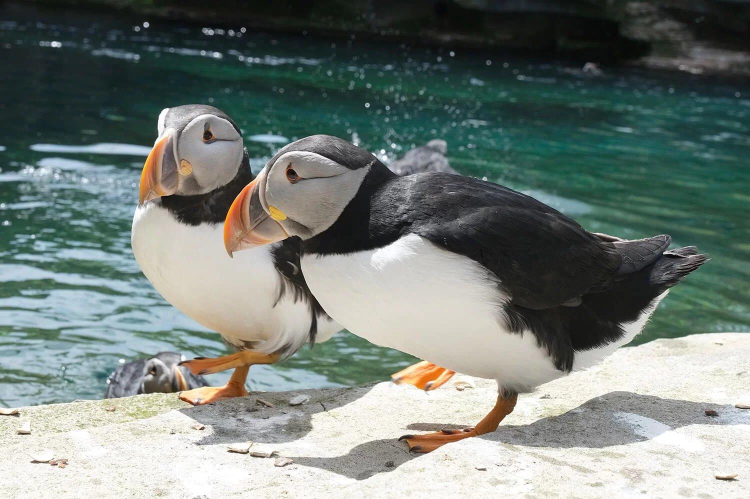 동물 먹이주기 관람