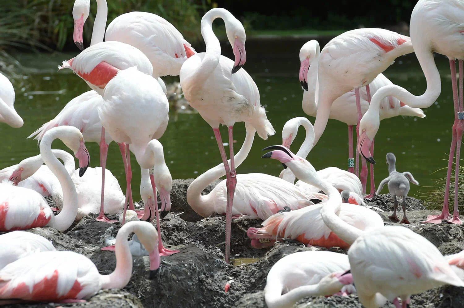 플라밍고 및 조류 사육장