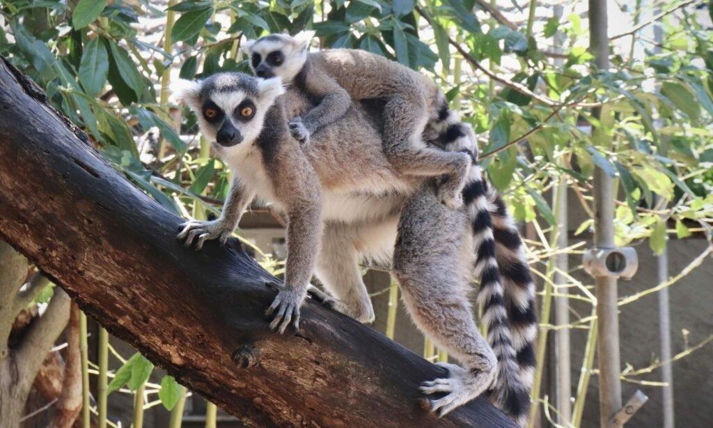 🐾 비오파크 주네브 (Bioparc Genève)