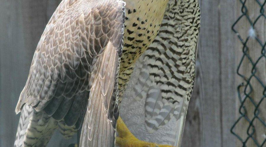 🦅 그라이프포겔 공원(그라이프포겔파르크 북스)