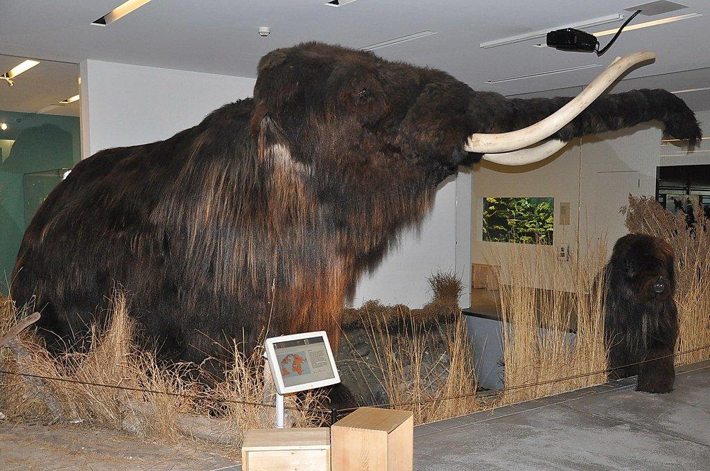 매머드 모형 앞