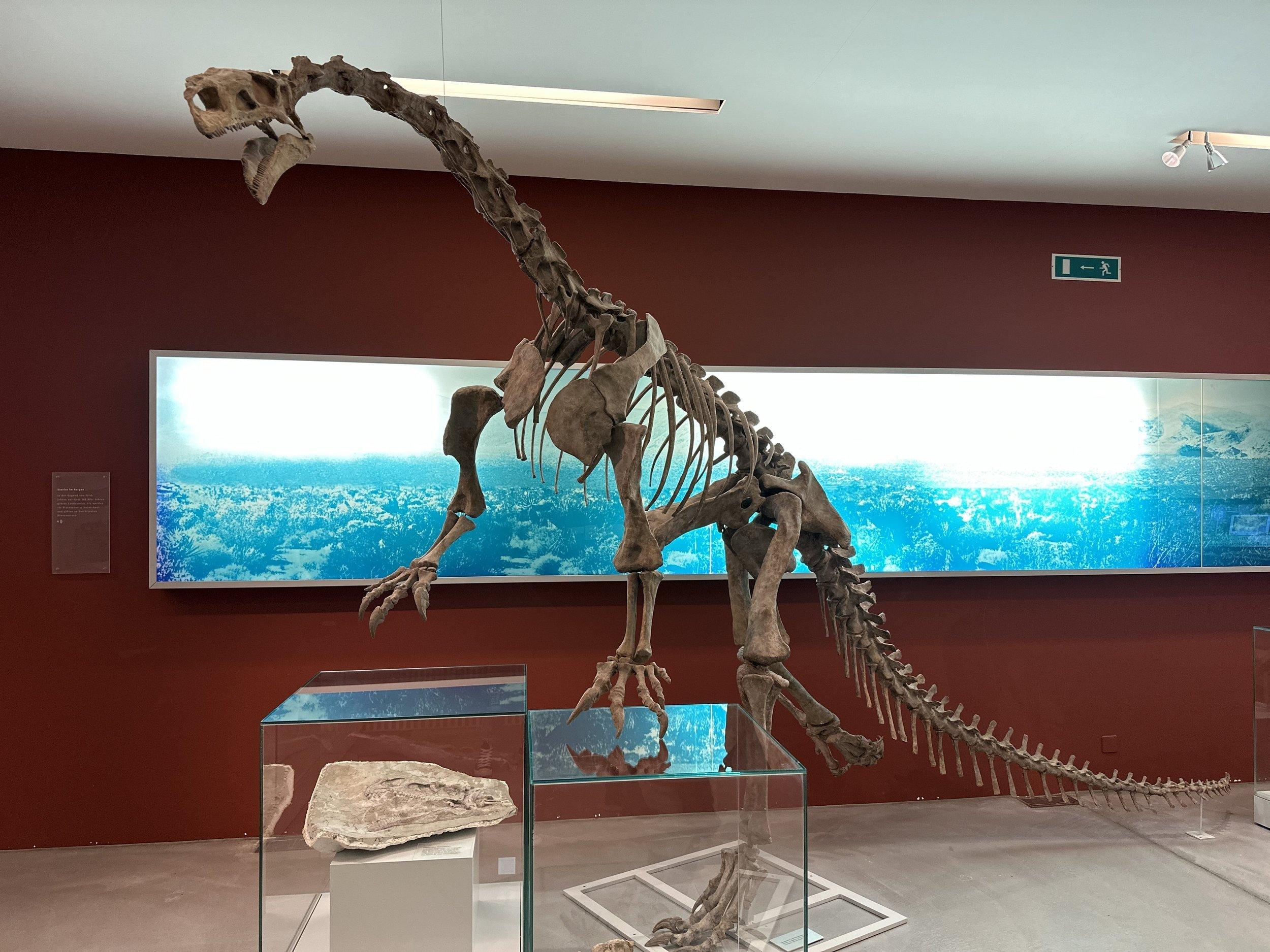 공룡 골격 전시 구역