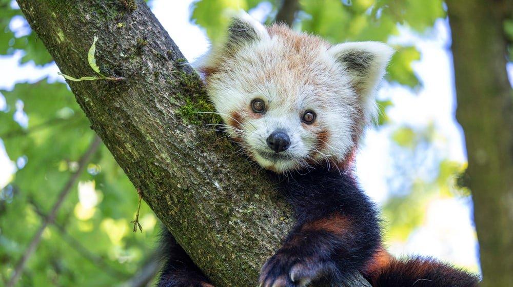 🦁 취리히 동물원