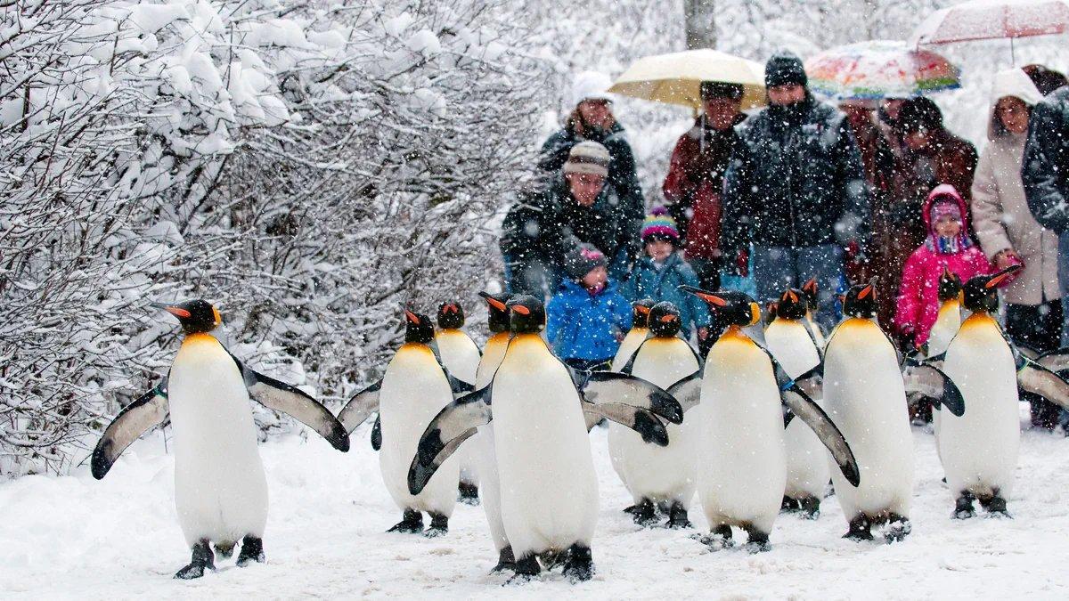 취리히 동물원 펭귄 퍼레이드