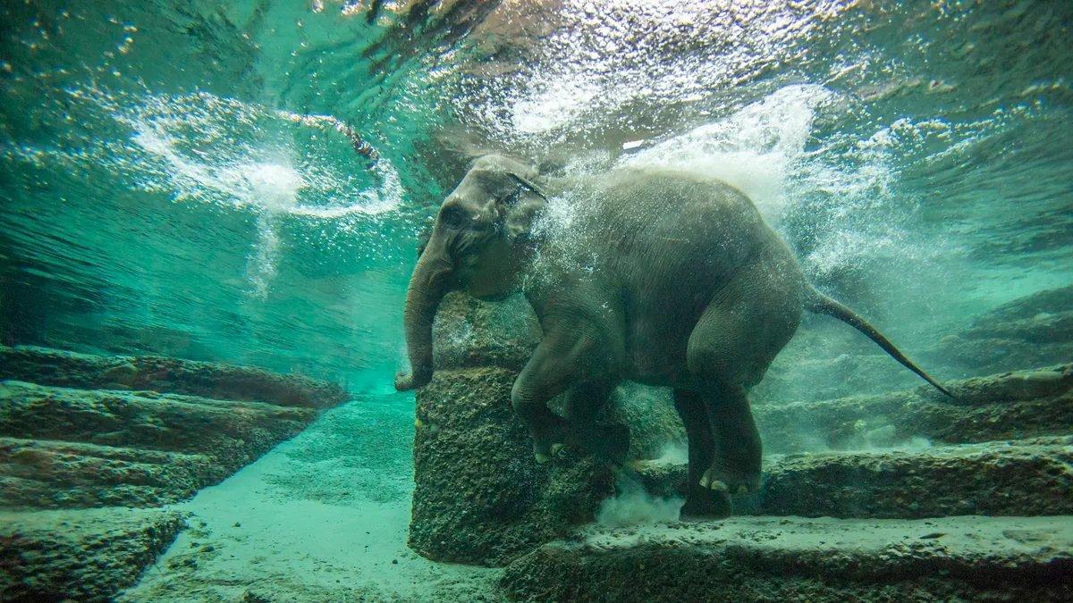 카앵 크라찬 코끼리 공원 수중 관람창