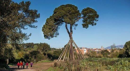 🌲 산드리의 소나무 (피덴샨드리)
